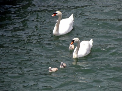 IMG_6477.JPGbis (Copier).jpg (148.15 Kio) Vu 1601 fois IMG_6477.JPGbis (Copier).jpg