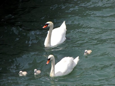 IMG_6478.JPGbis (Copier).jpg (124.13 Kio) Vu 1601 fois IMG_6478.JPGbis (Copier).jpg