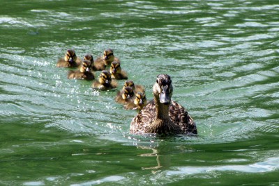 IMG_1753.JPGbis (Copier).jpg (157.66 Kio) Vu 1601 fois IMG_1753.JPGbis (Copier).jpg