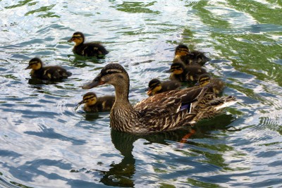 IMG_1756.JPGbis (Copier).jpg (179.22 Kio) Vu 1601 fois IMG_1756.JPGbis (Copier).jpg