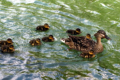 IMG_1759.JPGbis (Copier).jpg (202.63 Kio) Vu 1601 fois IMG_1759.JPGbis (Copier).jpg