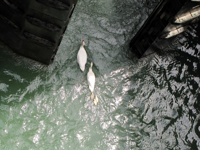 IMG_6481.JPGbis (Copier).jpg (203.81 Kio) Vu 1601 fois IMG_6481.JPGbis (Copier).jpg