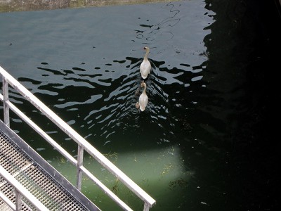 IMG_6482.JPGbis (Copier).jpg (124.05 Kio) Vu 1601 fois IMG_6482.JPGbis (Copier).jpg