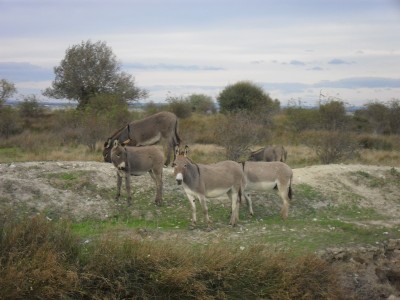 052.JPG (292.14 Kio) Vu 8146 fois 052.JPG