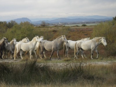 056.JPG (312.52 Kio) Vu 8146 fois 056.JPG