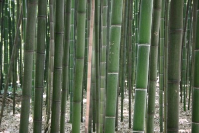 032.JPG (179.26 Kio) Vu 1496 fois 032.JPG