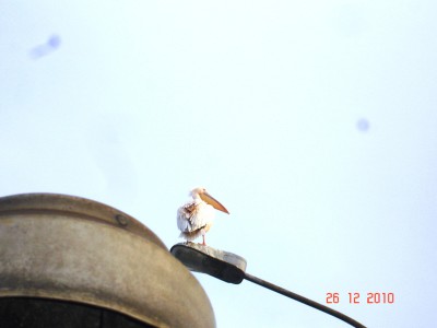 DSC06677.JPG (160.99 Kio) Vu 7455 fois DSC06677.JPG