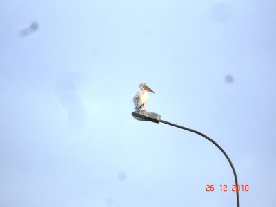 DSC06678.JPG (187.71 Kio) Vu 7455 fois DSC06678.JPG