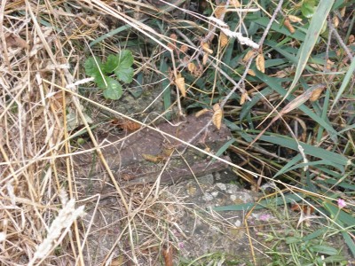 P8251914.JPG (190.23 Kio) Vu 8891 fois P8251914.JPG