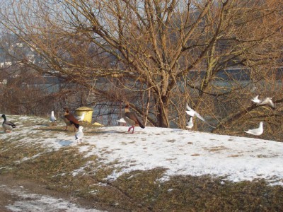 176.jpg (187.7 Kio) Vu 5542 fois 176.jpg