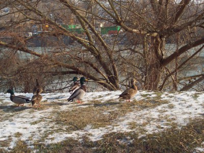 177.jpg (198.61 Kio) Vu 5542 fois 177.jpg