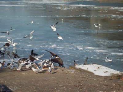 242.jpg (116.06 Kio) Vu 5522 fois 242.jpg