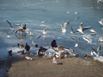 243.jpg (109.81 Kio) Vu 5522 fois 243.jpg