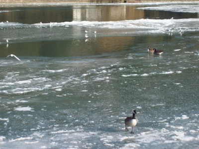 244.jpg (132.26 Kio) Vu 5525 fois 244.jpg