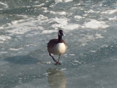 245.jpg (106.42 Kio) Vu 5525 fois 245.jpg