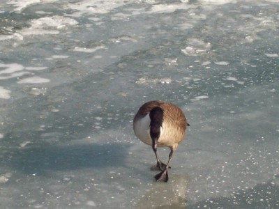 246.jpg (100.33 Kio) Vu 5525 fois 246.jpg