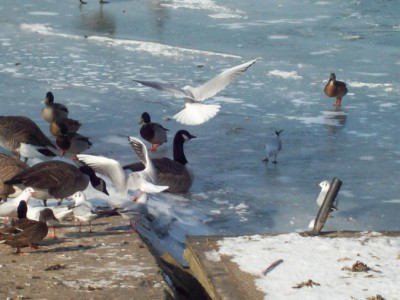 247.jpg (102.66 Kio) Vu 5522 fois 247.jpg