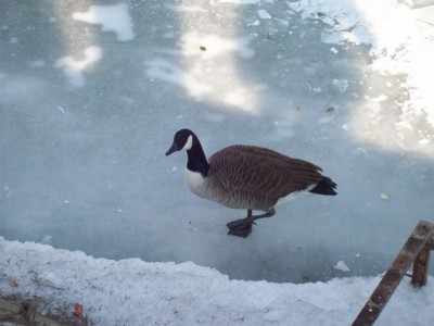 250.jpg (85.21 Kio) Vu 5522 fois 250.jpg