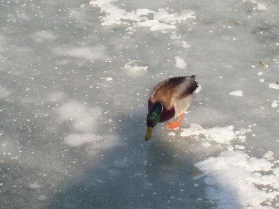 251.jpg (85.15 Kio) Vu 5522 fois 251.jpg