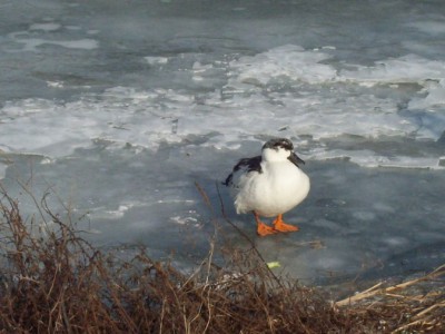 257.jpg (99.63 Kio) Vu 5522 fois 257.jpg