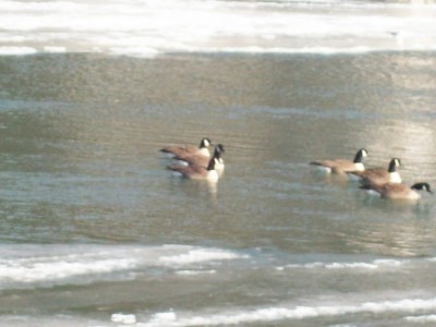 258.jpg (76.64 Kio) Vu 5522 fois 258.jpg