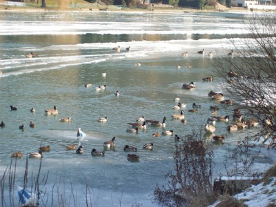 259.jpg (146.15 Kio) Vu 5525 fois 259.jpg