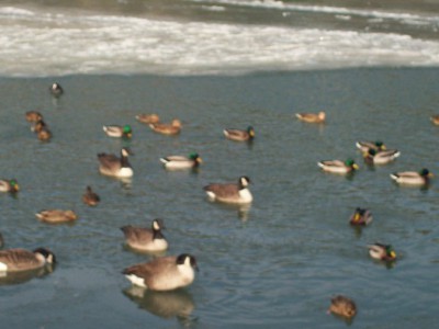 261.jpg (77.65 Kio) Vu 5525 fois 261.jpg