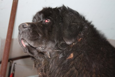 IMG_8473 (Copier).JPG (506.63 Kio) Vu 7309 fois IMG_8473 (Copier).JPG