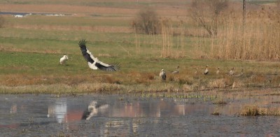 P3210005FAUNE.jpg (104.09 Kio) Vu 3612 fois P3210005FAUNE.jpg