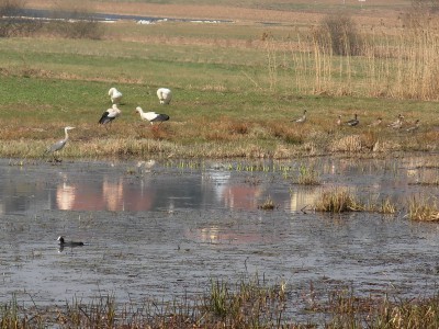 P3210006FAUNE.jpg (210.14 Kio) Vu 3615 fois P3210006FAUNE.jpg