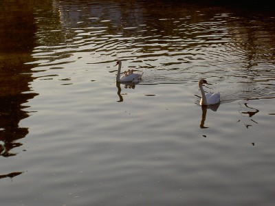 PICT2747.JPG (162.61 Kio) Vu 5631 fois PICT2747.JPG