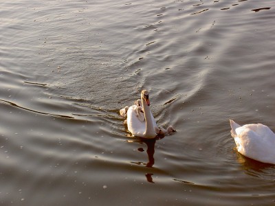 PICT2748.JPG (160.99 Kio) Vu 5636 fois PICT2748.JPG