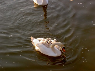 PICT2749.JPG (136.28 Kio) Vu 5627 fois PICT2749.JPG