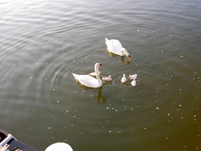 PICT2750.JPG (131.53 Kio) Vu 5630 fois PICT2750.JPG