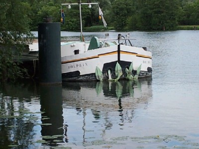 Dolphin3.jpg