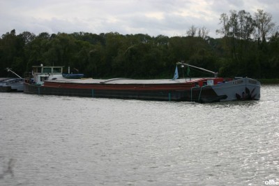 Dauphin Requin 04.JPG