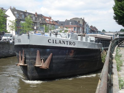 Cilantro 02.JPG