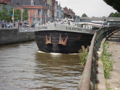 Cilantro 01.JPG