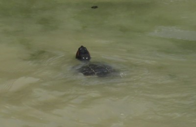 jea rol-tortue.JPG