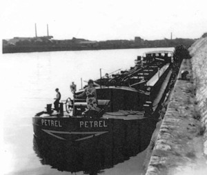 Petrel_t.jpg