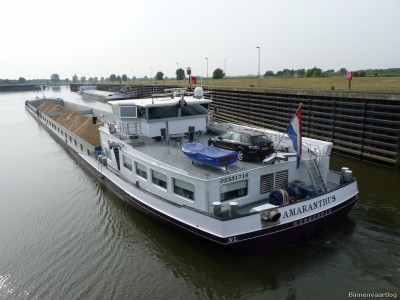 amaranthus-4-06-05-2011.jpg