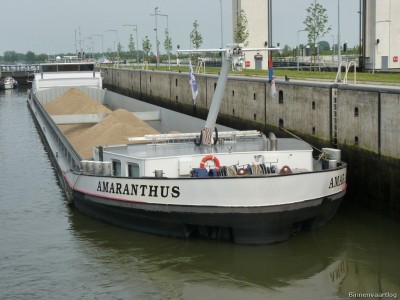 amaranthus-1-06-05-2011.jpg