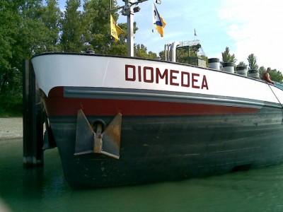 diomedea.jpg