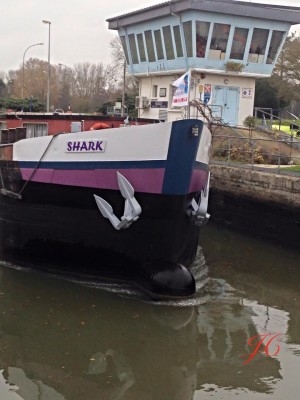 shark.jpg (75.63 Kio) Vu 7298 fois shark.jpg