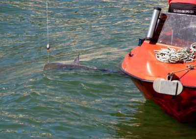 IMG_1205.JPG (70.54 Kio) Vu 8790 fois IMG_1205.JPG