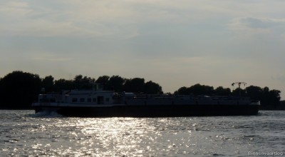 Alnika-4-20-09-2015-Oosterhout.jpg (109.89 Kio) Vu 2396 fois Alnika-4-20-09-2015-Oosterhout.jpg