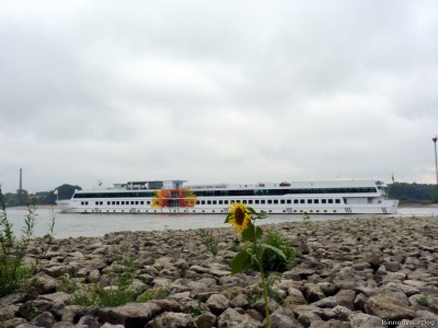 De Zonnebloem-3-25-09-2015-Oosterhout.jpg (159.76 Kio) Vu 2263 fois De Zonnebloem-3-25-09-2015-Oosterhout.jpg