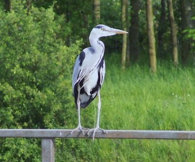 Heron - Comines - 800 x 600.jpg