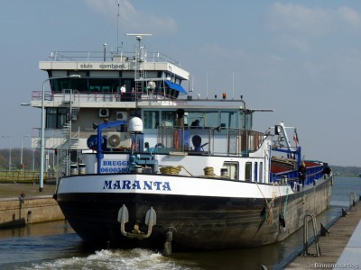 Maranta-5-10-04-2016-Sambeek.jpg (174.95 Kio) Vu 5688 fois Maranta-5-10-04-2016-Sambeek.jpg