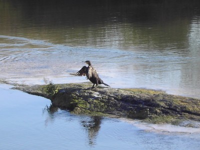 PICT0906CORMORANI.jpg
